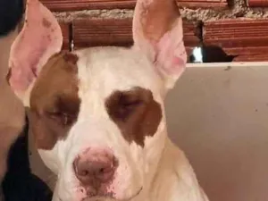 Cachorro raça Pit-Bull idade 3 anos nome ppandora