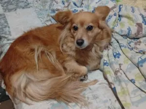 Cachorro raça SRD-ViraLata idade 2 anos nome não sei