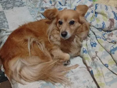 Cachorro raça SRD-ViraLata idade 2 anos nome não sei
