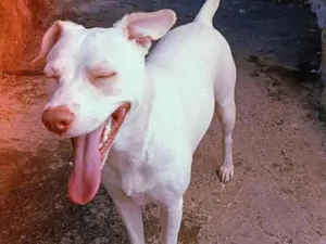 Cachorro raça SRD-ViraLata idade 1 ano nome PRINCESA 
