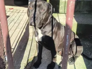 Cachorro raça Pit-Bull idade 2 anos nome Zeus