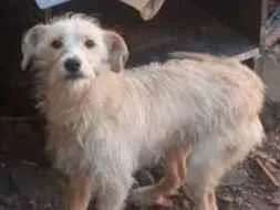 Cachorro raça SRD-ViraLata idade 7 a 11 meses nome fiapo de manga fêmea 