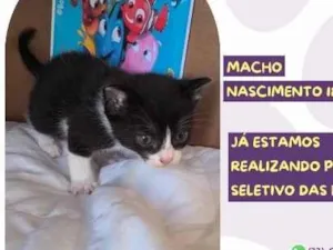 Gato raça SRD-ViraLata idade Abaixo de 2 meses nome Nemo