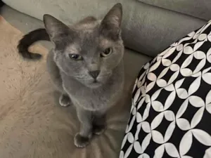 Gato raça SRD-ViraLata idade 6 ou mais anos nome Nina