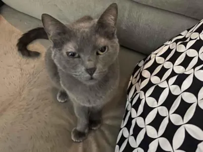 Gato raça SRD-ViraLata idade 6 ou mais anos nome Nina