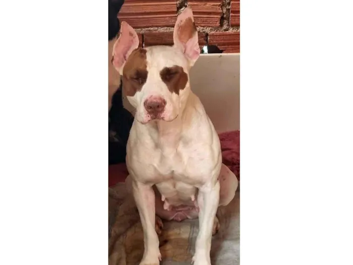 Cachorro raça Pit-Bull idade 3 anos nome ppandora