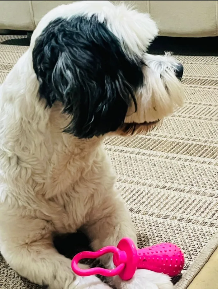 Cachorro raça SRD-ViraLata idade 4 anos nome Leôncio 