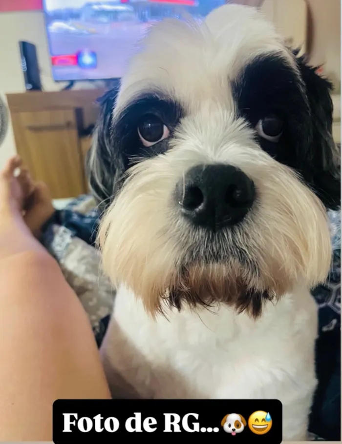 Cachorro raça SRD-ViraLata idade 4 anos nome Leôncio 