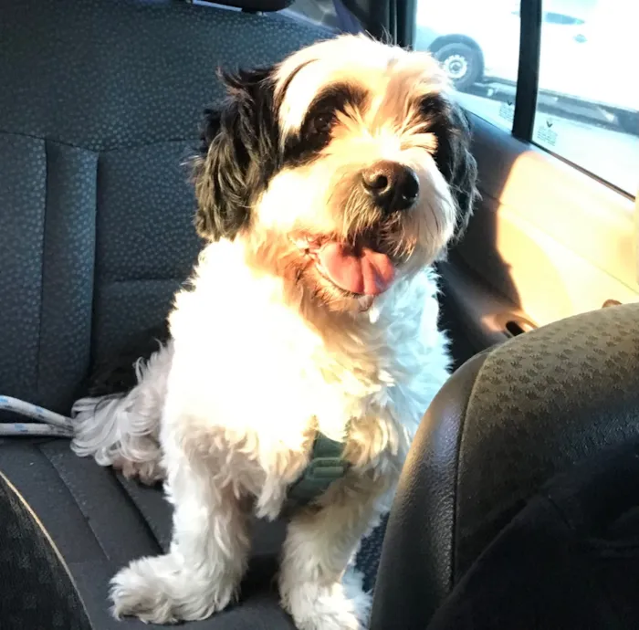 Cachorro raça SRD-ViraLata idade 4 anos nome Leôncio 