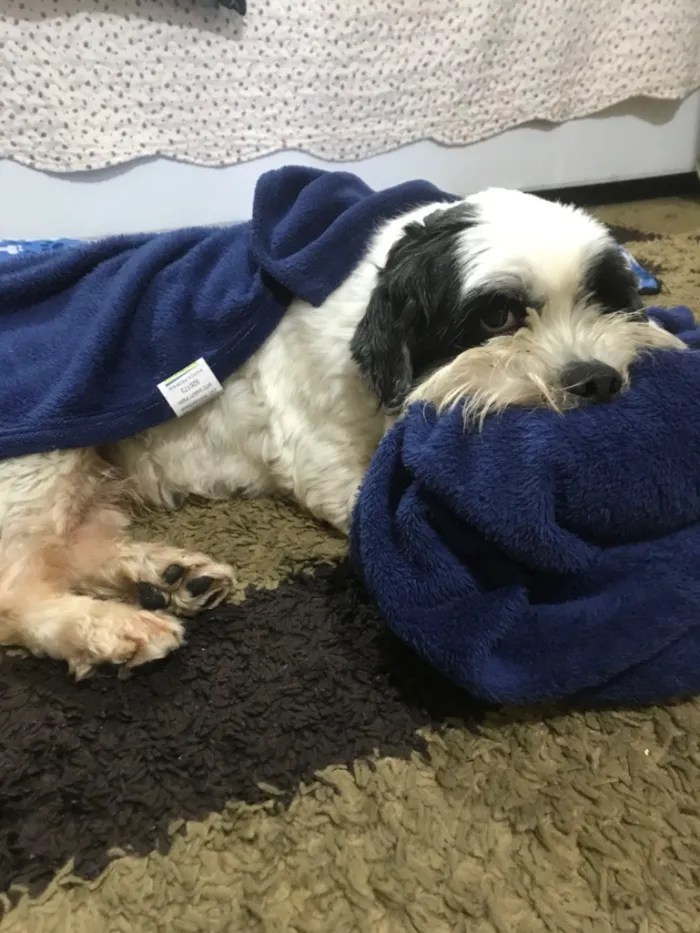 Cachorro raça SRD-ViraLata idade 4 anos nome Leôncio 