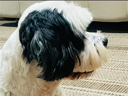 Cachorro raça SRD-ViraLata idade 4 anos nome Leôncio 