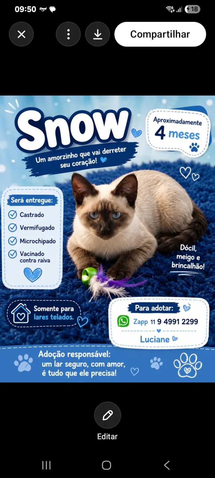 Gato raça SRD-ViraLata idade 2 a 6 meses nome Snow