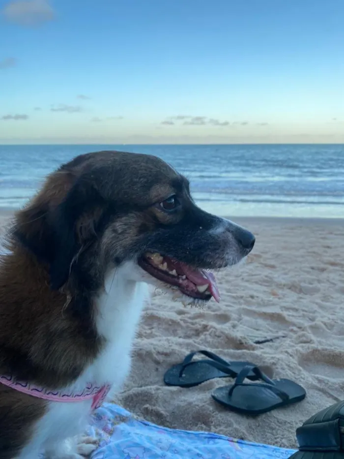 Cachorro raça SRD-ViraLata idade 5 anos nome Amora