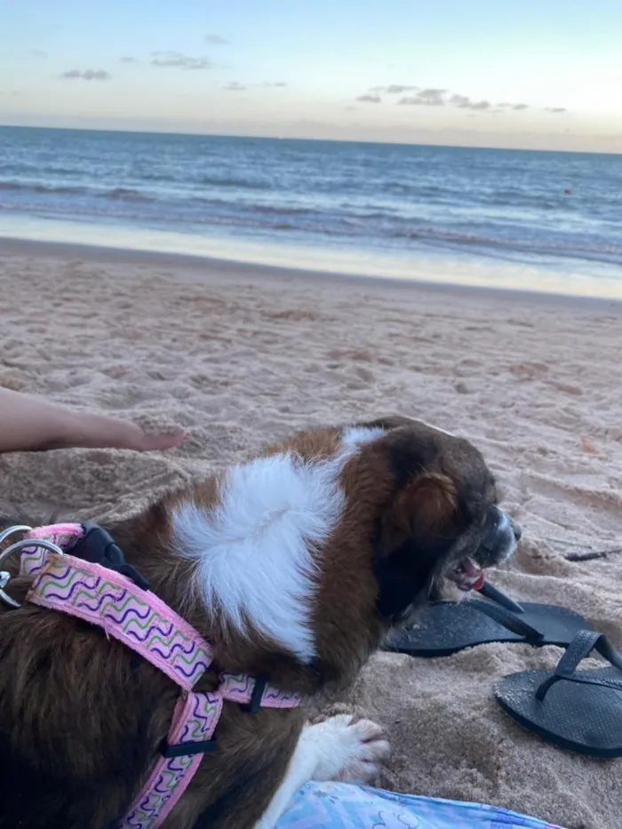 Cachorro raça SRD-ViraLata idade 5 anos nome Amora