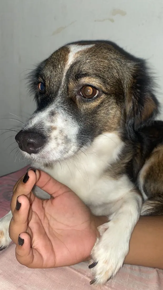 Cachorro raça SRD-ViraLata idade 5 anos nome Amora