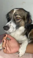 Amora