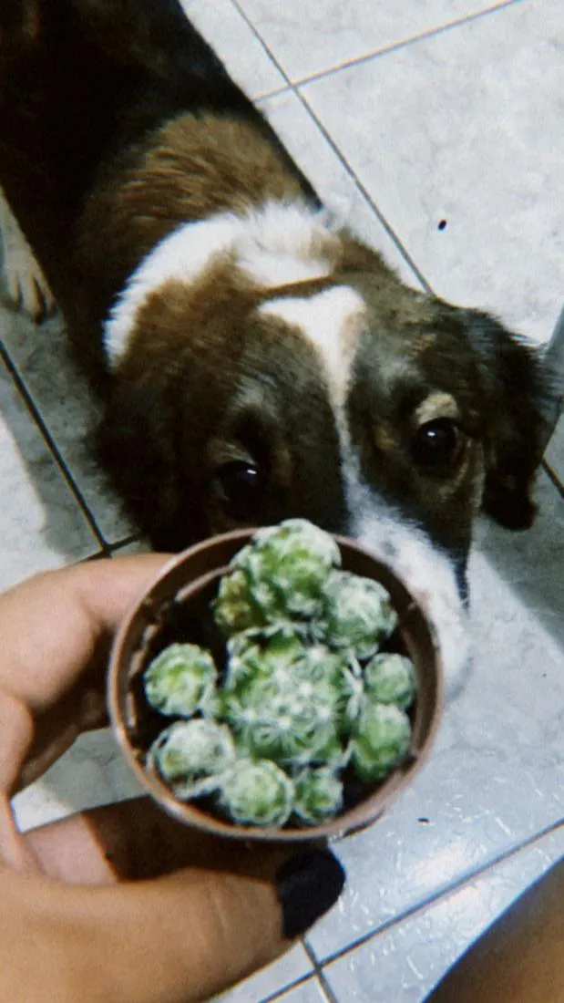 Cachorro raça SRD-ViraLata idade 5 anos nome Amora