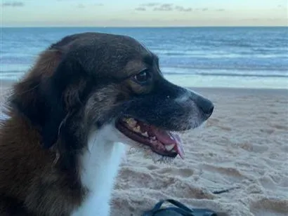 Cachorro raça SRD-ViraLata idade 5 anos nome Amora