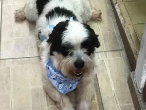 Cachorro raça SRD-ViraLata idade 4 anos nome Leôncio 