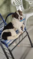 Gordo