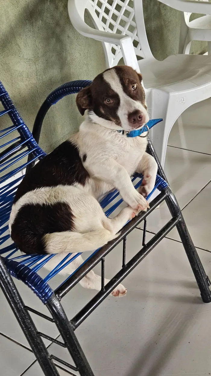 Cachorro raça SRD-ViraLata idade 1 ano nome Gordo