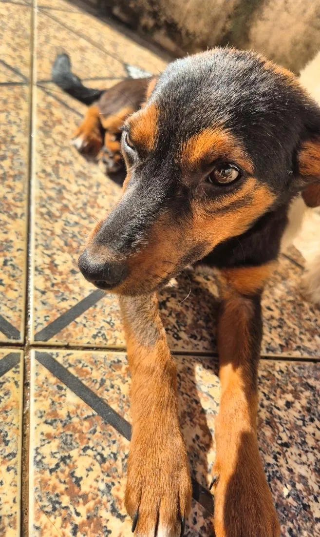 Cachorro raça SRD-ViraLata idade 2 a 6 meses nome Sem nome