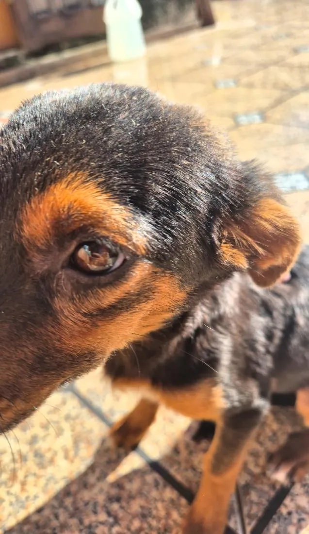 Cachorro raça SRD-ViraLata idade 2 a 6 meses nome Sem nome