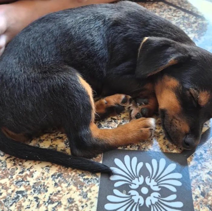 Cachorro raça SRD-ViraLata idade 2 a 6 meses nome Sem nome