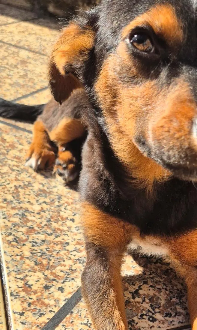 Cachorro raça SRD-ViraLata idade 2 a 6 meses nome Sem nome