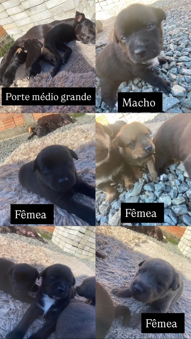 Cachorro raça SRD-ViraLata idade Abaixo de 2 meses nome SEM NOME