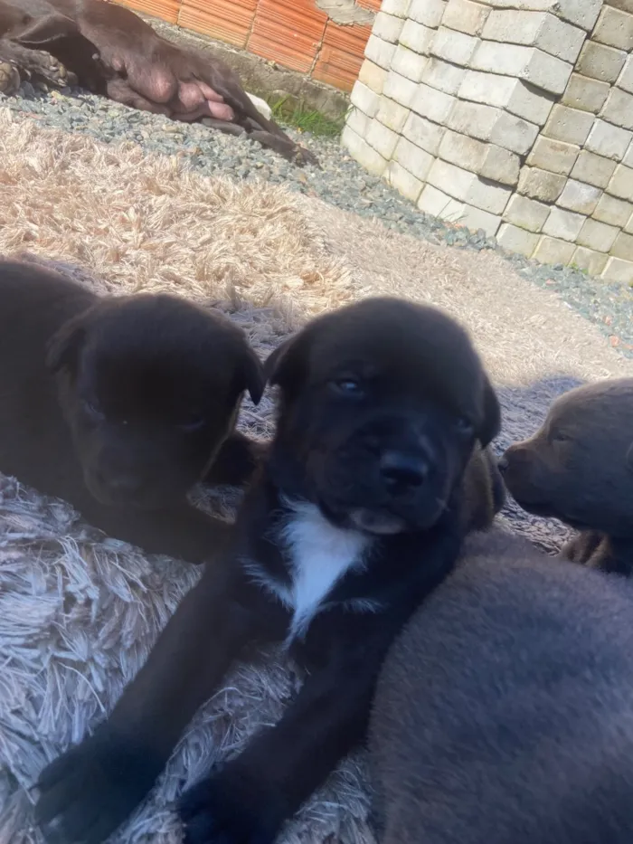 Cachorro raça SRD-ViraLata idade Abaixo de 2 meses nome SEM NOME