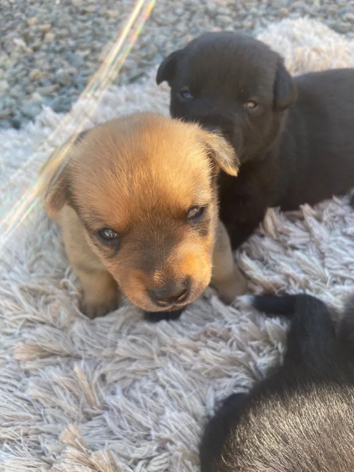 Cachorro raça SRD-ViraLata idade Abaixo de 2 meses nome SEM NOME