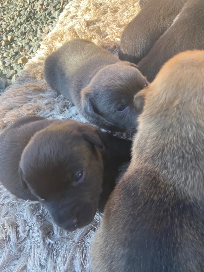 Cachorro raça SRD-ViraLata idade Abaixo de 2 meses nome SEM NOME