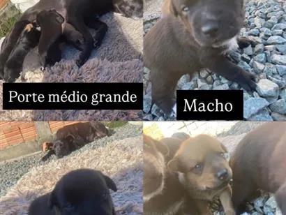 Cachorro raça SRD-ViraLata idade Abaixo de 2 meses nome SEM NOME