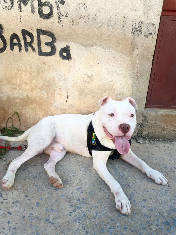 Cachorro raça Pit-Bull idade 1 ano nome Zeus 