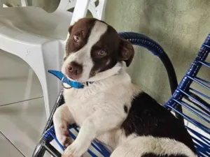 Cachorro raça SRD-ViraLata idade 1 ano nome Gordo