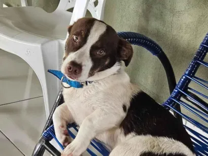 Cachorro raça SRD-ViraLata idade 1 ano nome Gordo