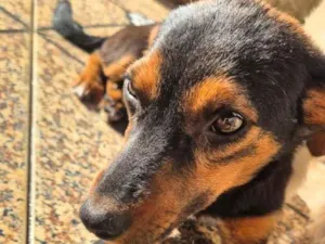 Cachorro raça SRD-ViraLata idade 2 a 6 meses nome Ameixa