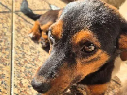 Cachorro raça SRD-ViraLata idade 2 a 6 meses nome Sem nome