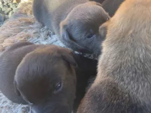 Cachorro raça SRD-ViraLata idade Abaixo de 2 meses nome SEM NOME