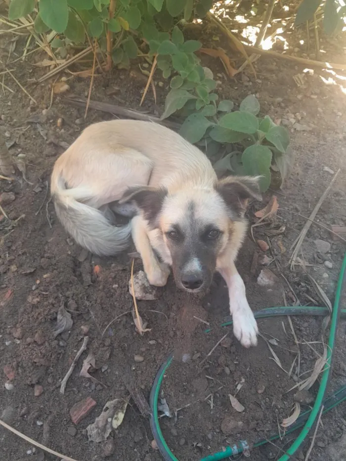 Cachorro raça SRD-ViraLata idade 1 ano nome Rafael