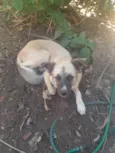 Rafael