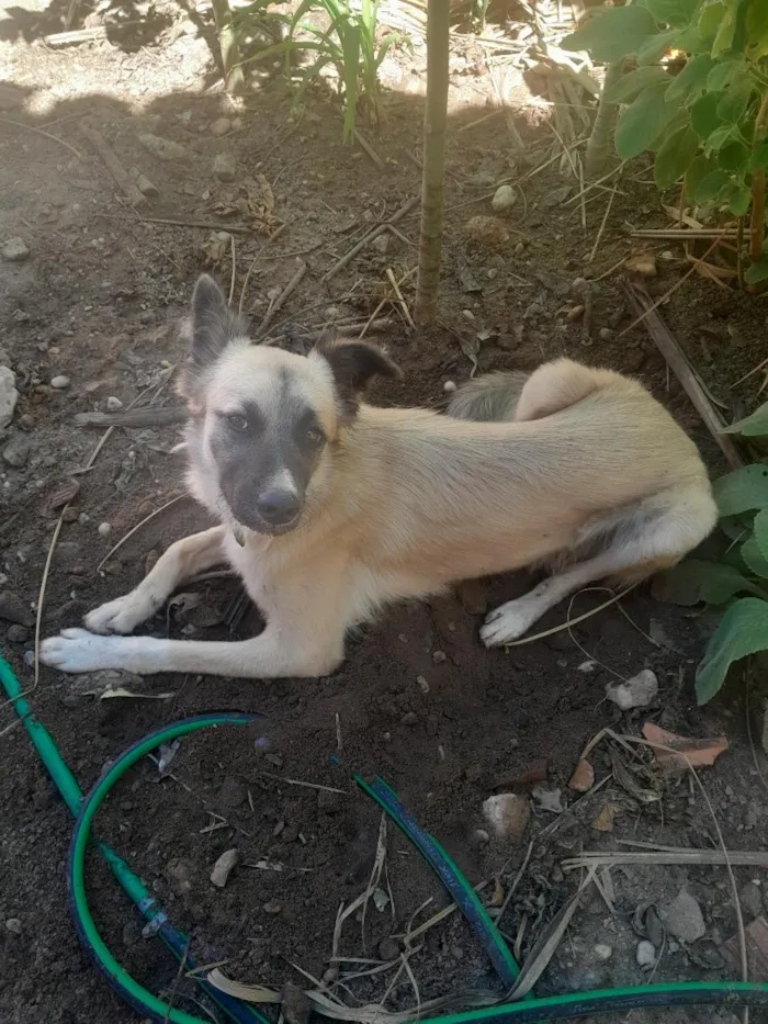 Cachorro raça SRD-ViraLata idade 1 ano nome Rafael