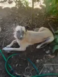 Rafael