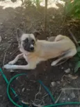 Rafael