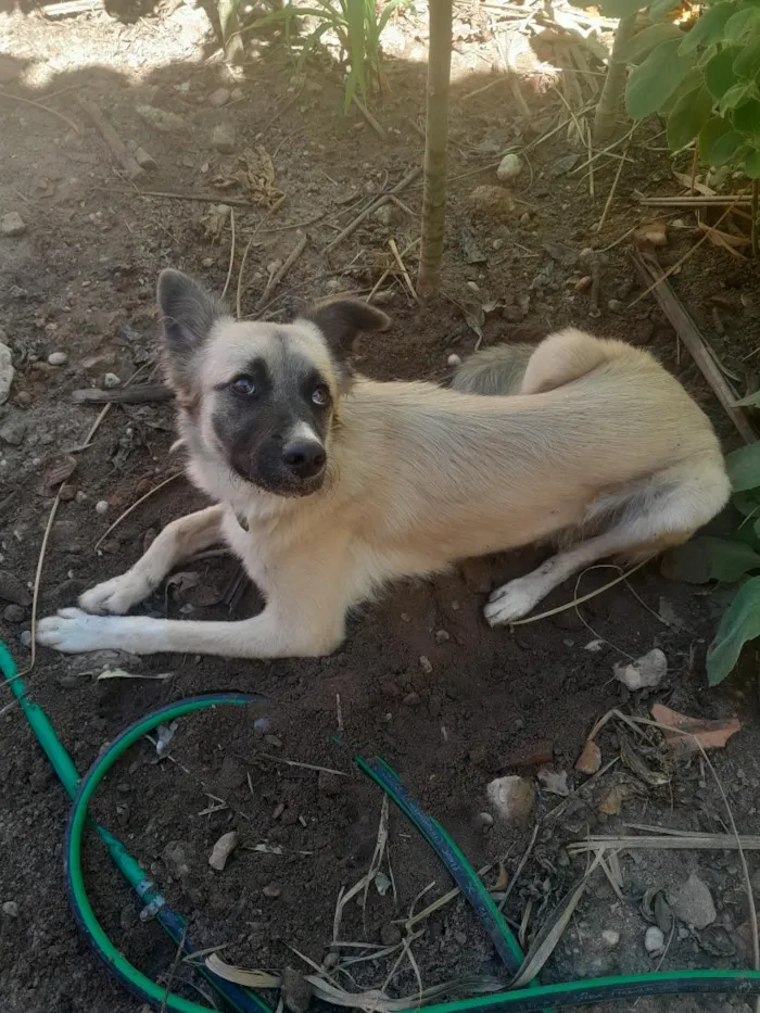 Cachorro raça SRD-ViraLata idade 1 ano nome Rafael
