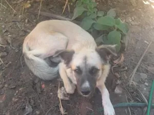 Cachorro raça SRD-ViraLata idade 1 ano nome Rafael