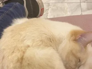 Gato raça SRD-ViraLata idade 1 ano nome Ares