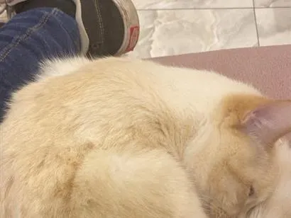 Gato raça SRD-ViraLata idade 1 ano nome Ares