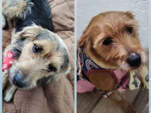 Cachorro raça SRD-ViraLata idade 2 anos nome mãe e filho adoção conjunta 